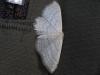 Idaea subsericeata